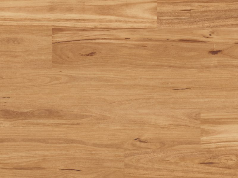 Blackbutt