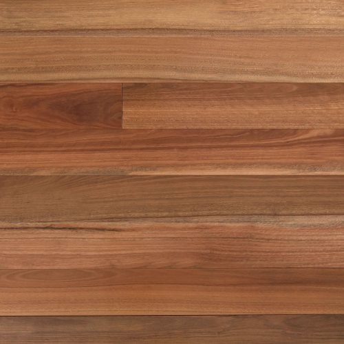 Spotted Gum