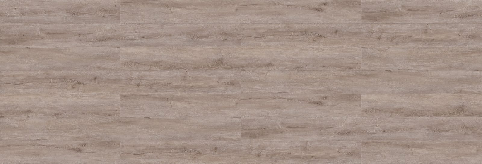 Grey Gum