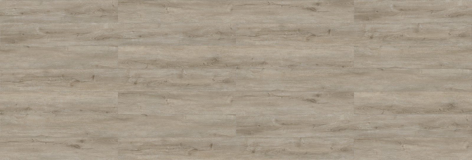 Silver Gum