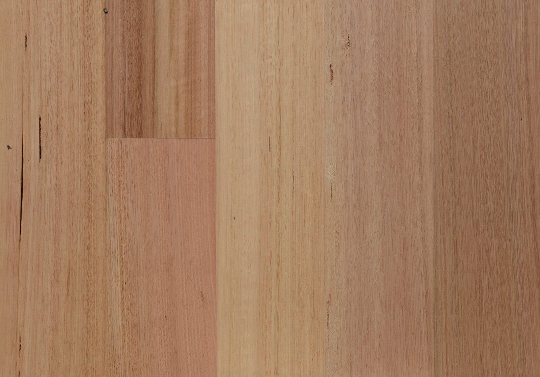 Tasmanian Oak